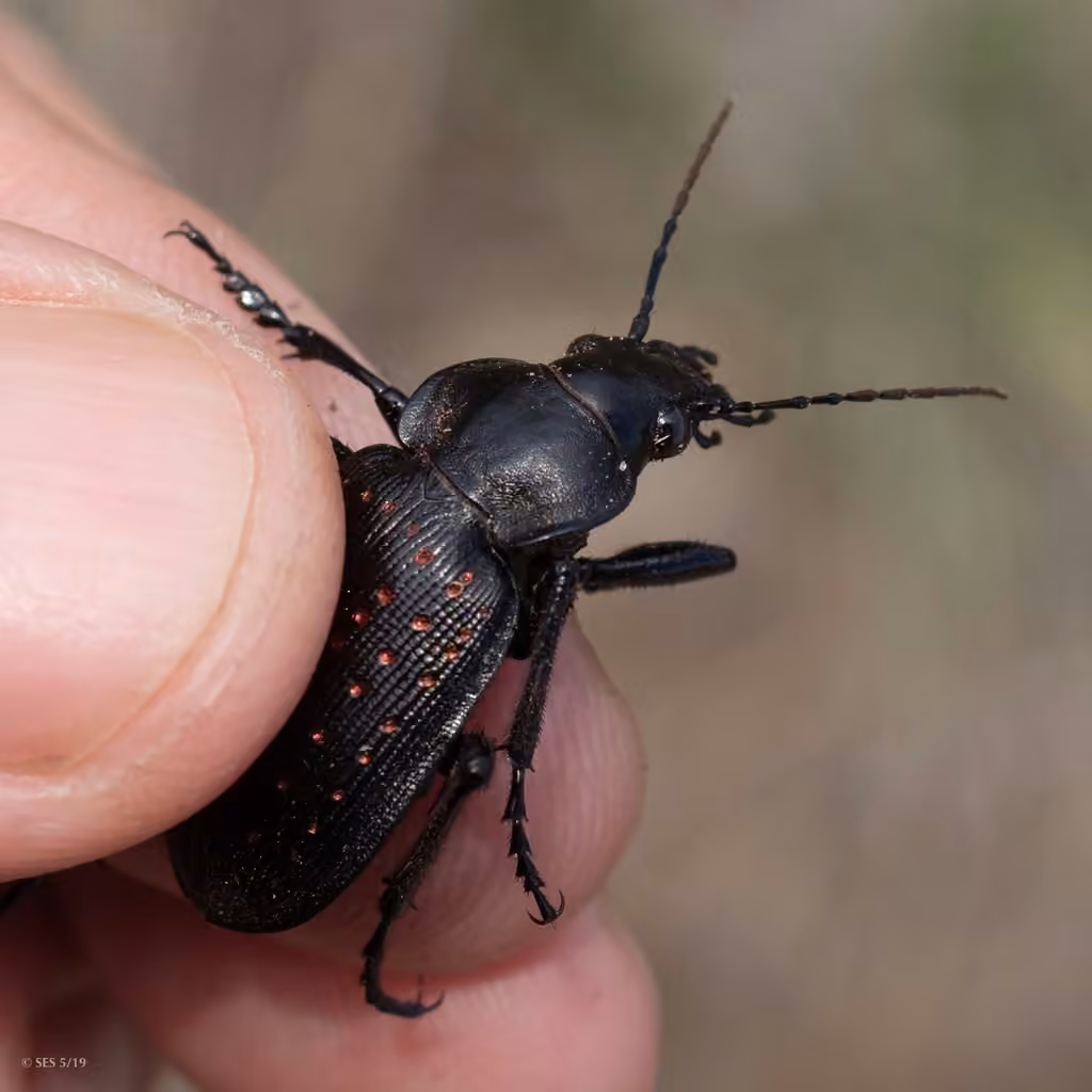 Fiery Hunter, Male