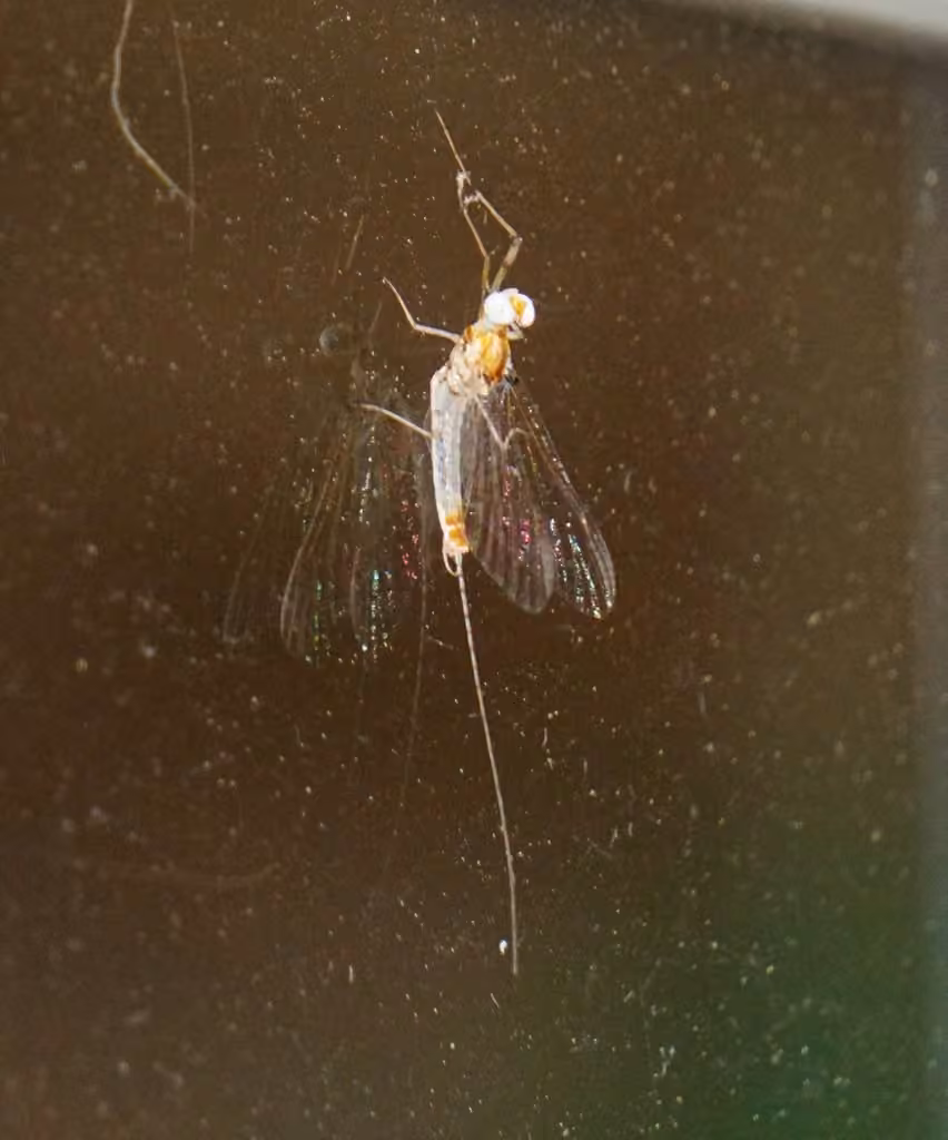 Modest flat-headed mayfly, Male