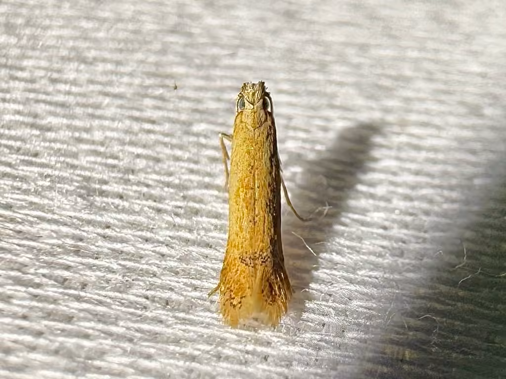 White Oak Leafminer Moth, Adult