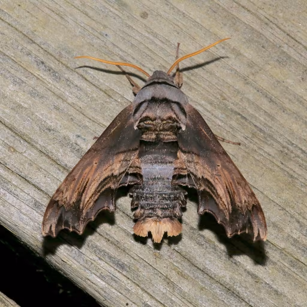 Sphinx d'Abbott, photo 3 sur 5