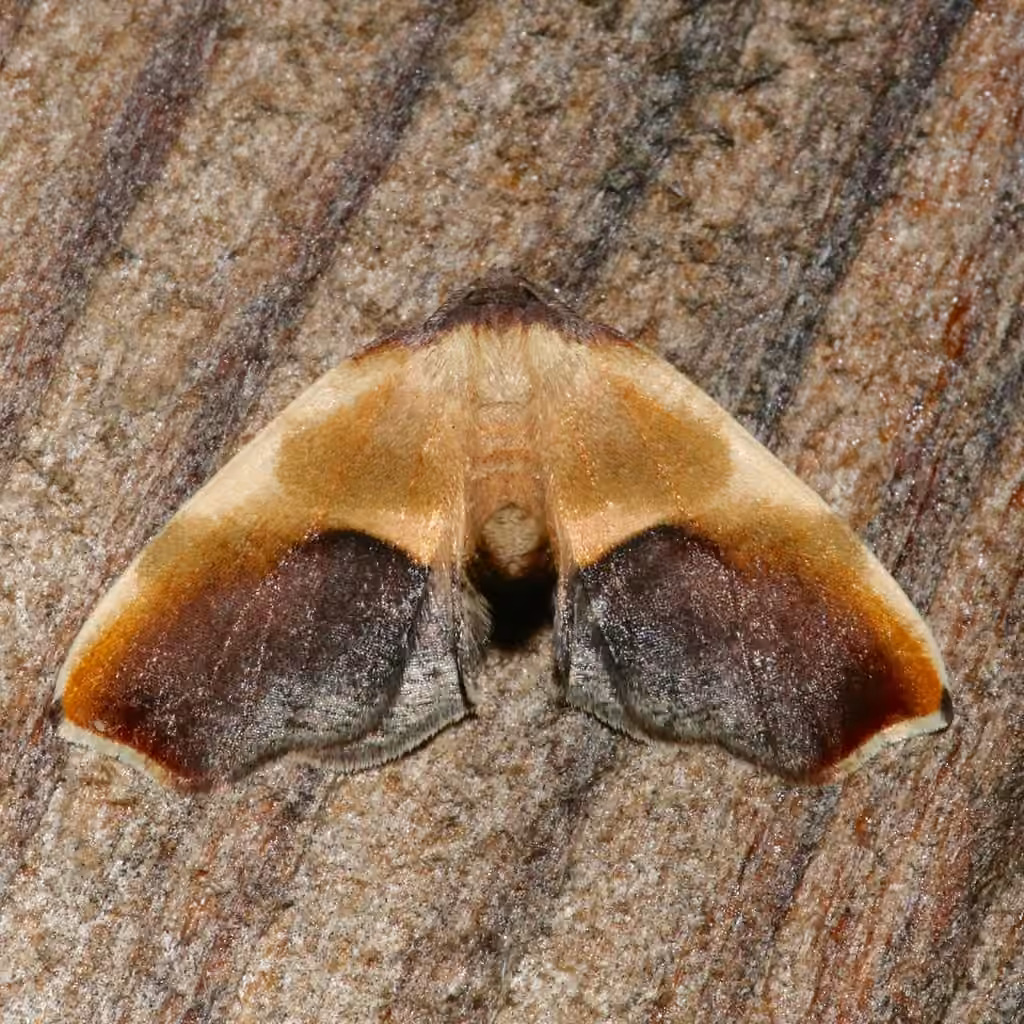 Purple Plagodis Moth