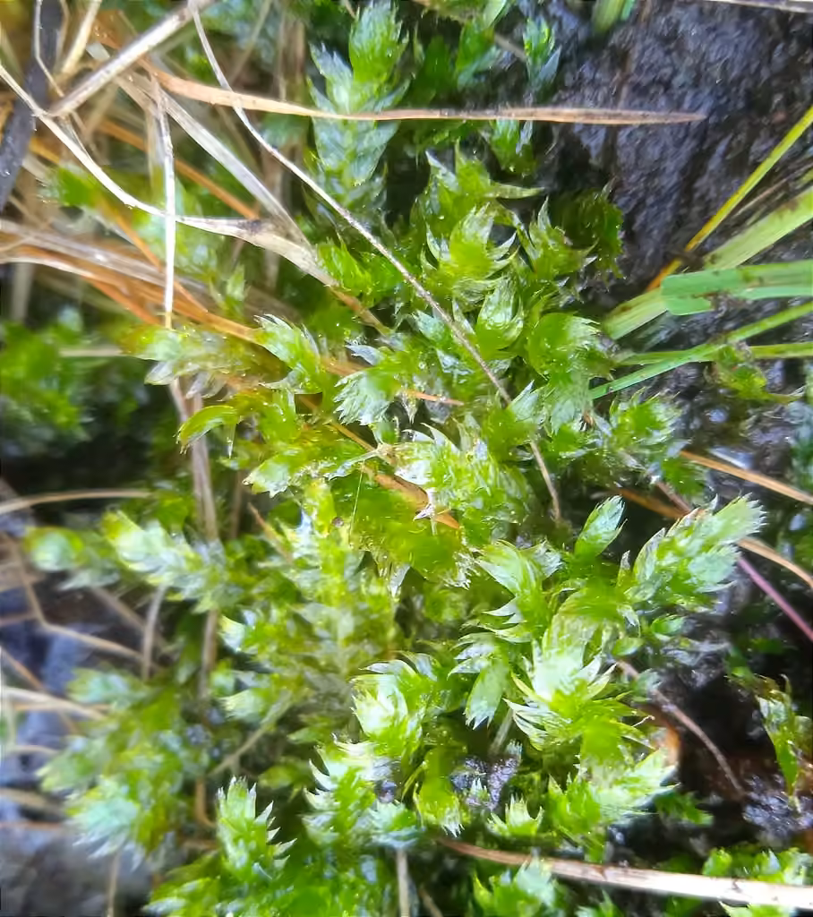 Hypne des prés, photo 2 sur 5