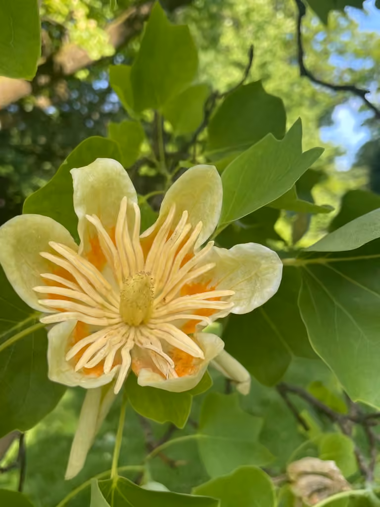 Tulip-poplar, In flower