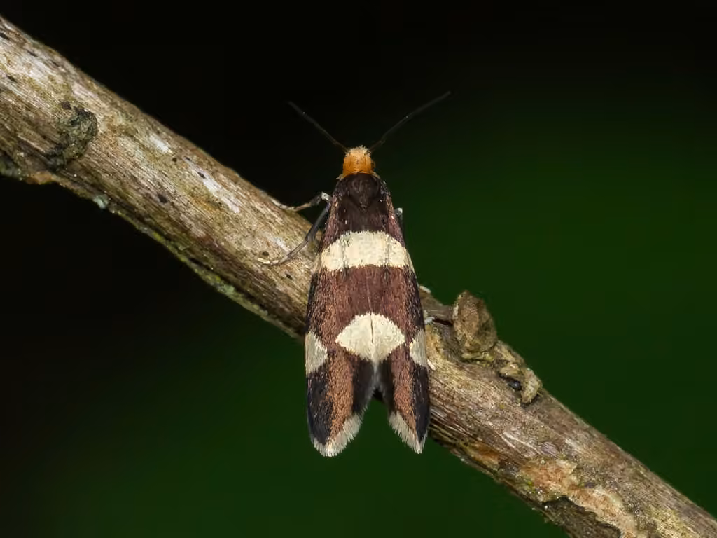 Currant Shoot Borer Moth, photo 2 of 3