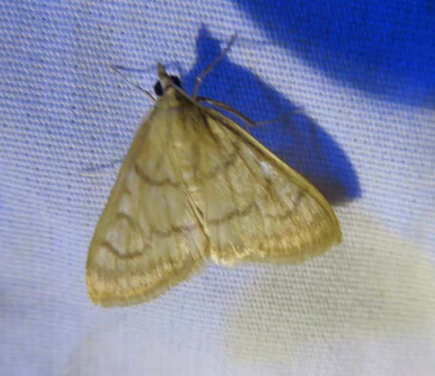 Common Hahncappsia Moth, Adulte