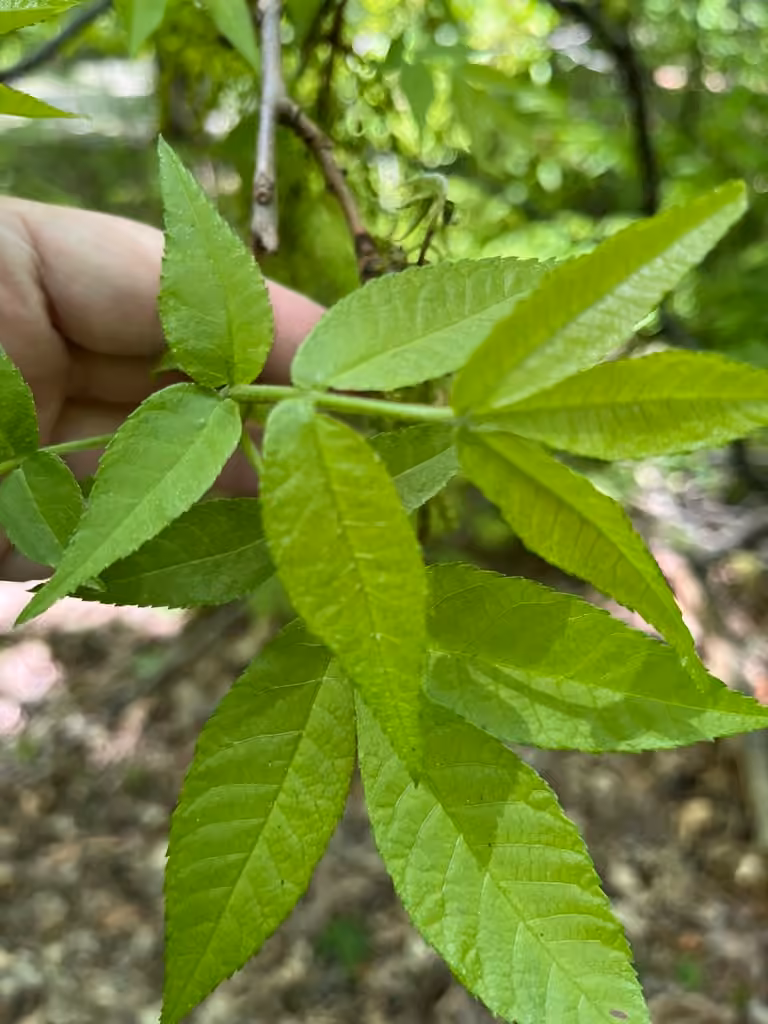 Bitternut hickory, In flower