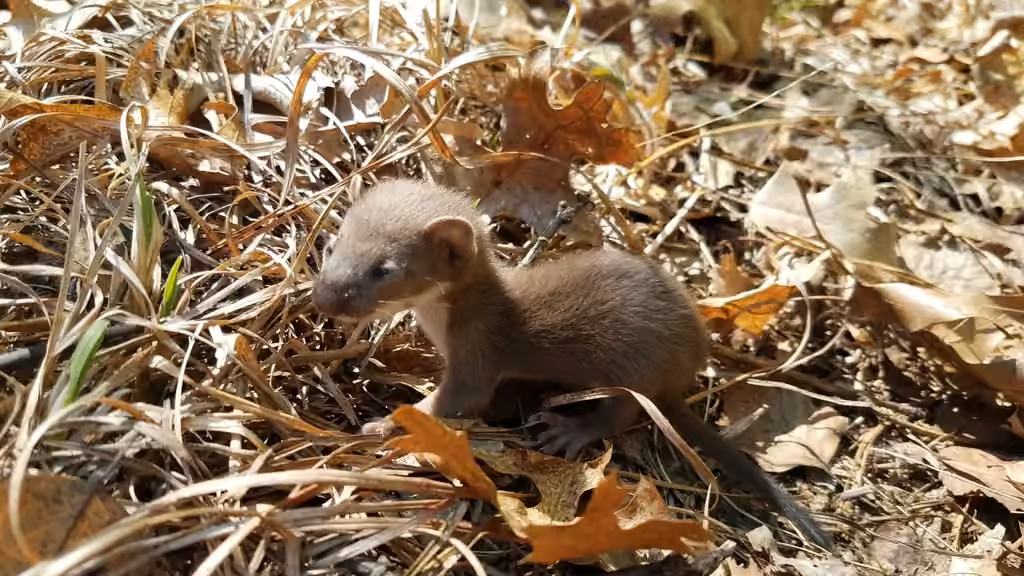 Long-tailed Weasel, Juvenile
