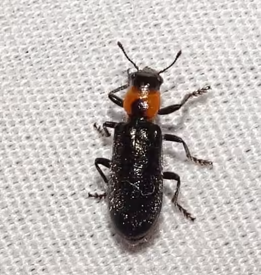 Black and Red Checkered Beetle, photo 2 of 5