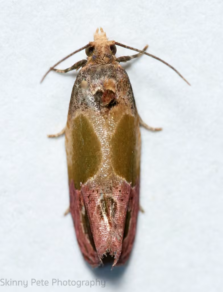 Sculptured Moth, photo 1 sur 5