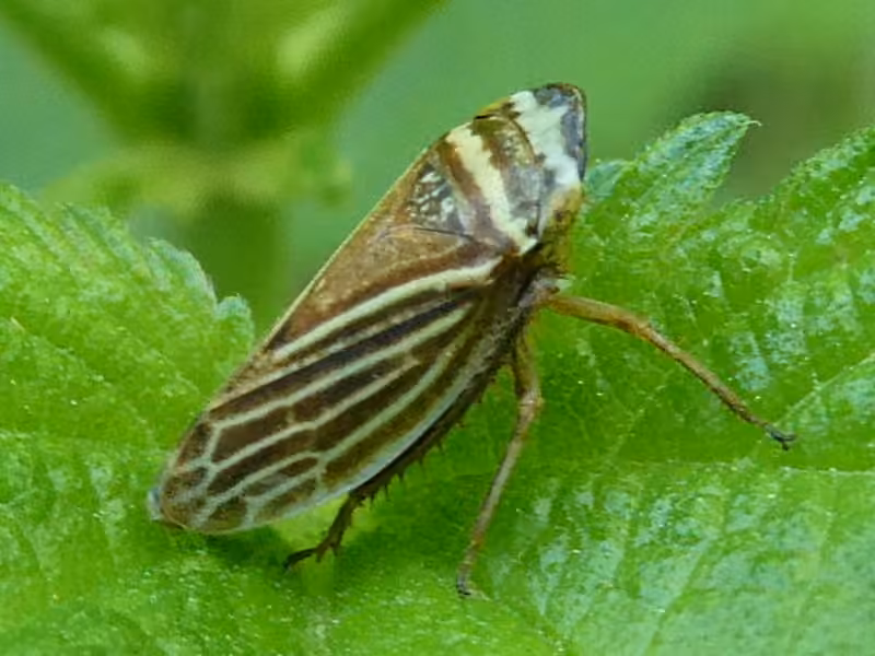 Cicadelle à collier, Mâle