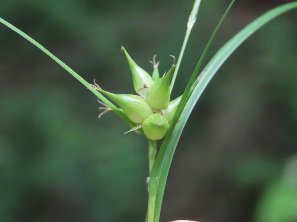 Carex gonflé