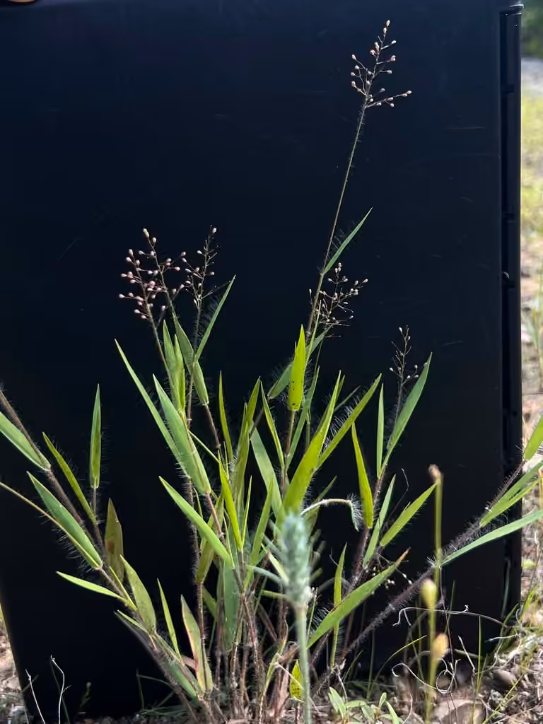 Old field panic grass, photo 3 of 5