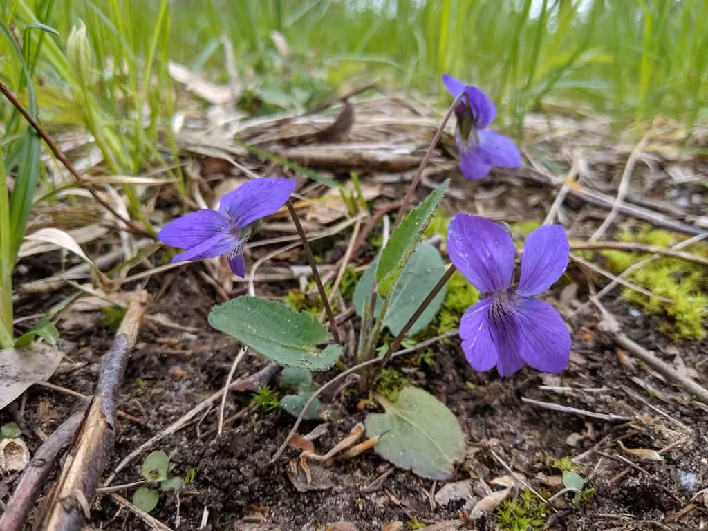 Sand violet, photo 1 of 5