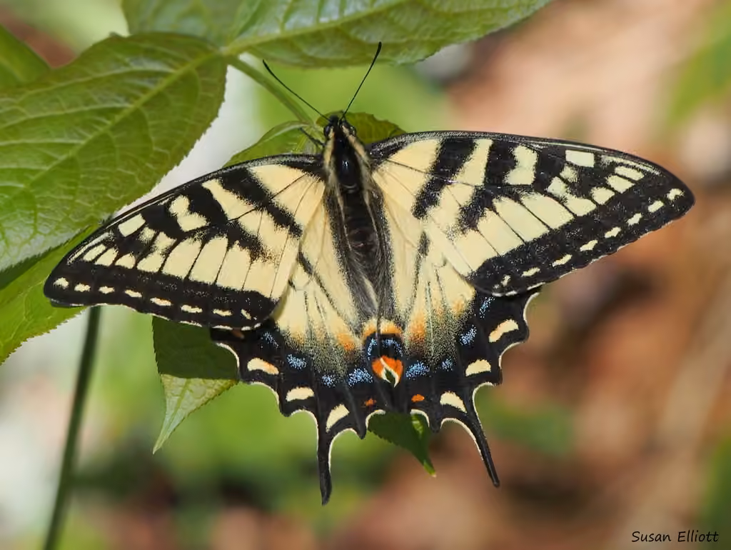 Papillon tigré du Canada, photo 1 sur 5