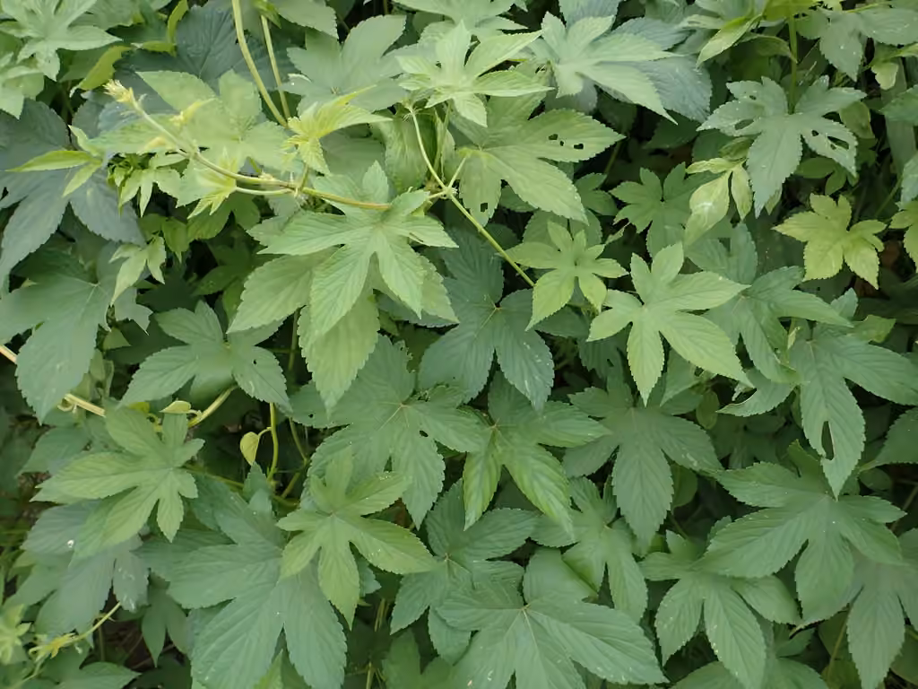 Houblon du Japon
