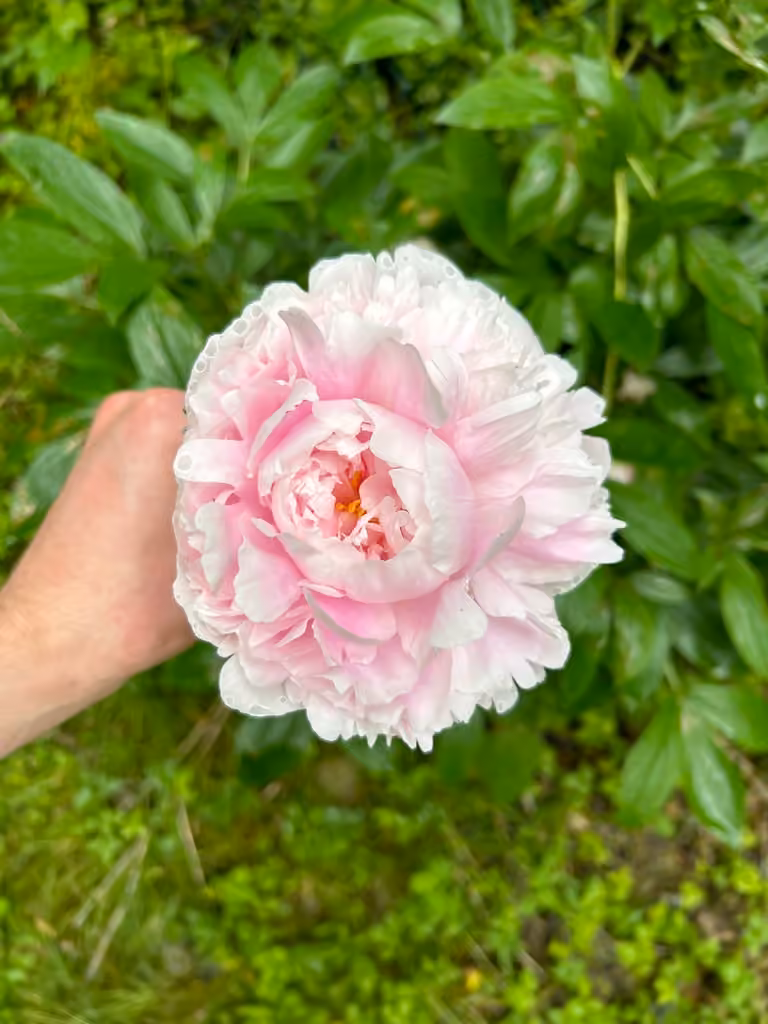Pivoine de Chine, En fleurs