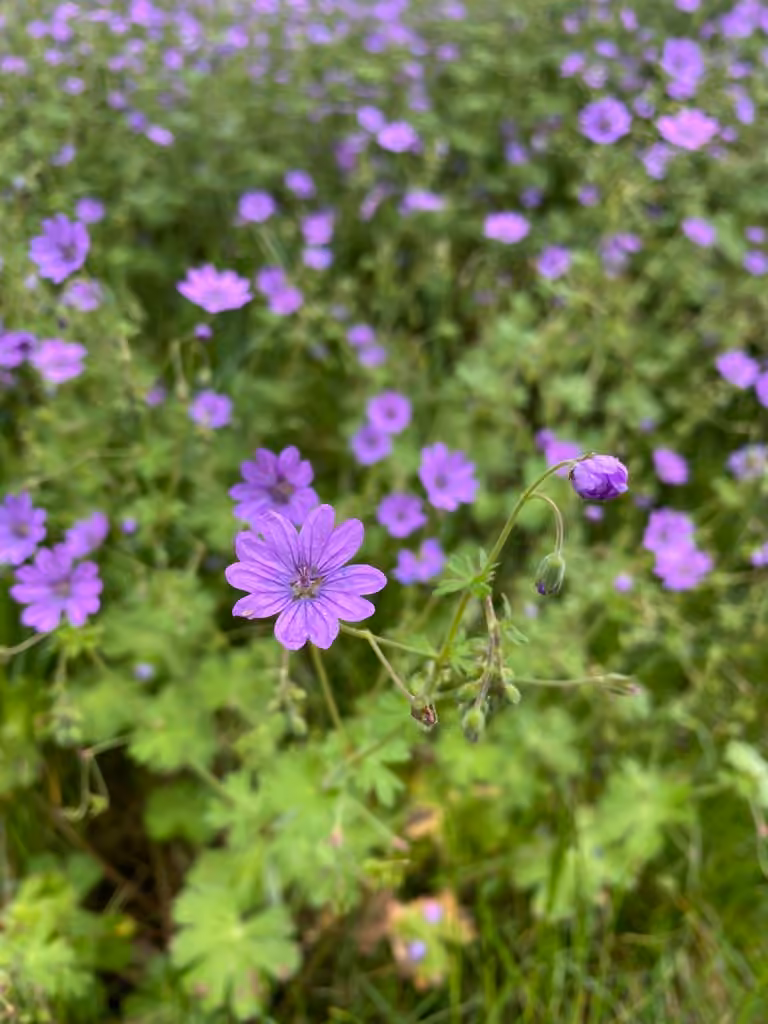 Géranium des Pyrénées, photo 1 sur 5