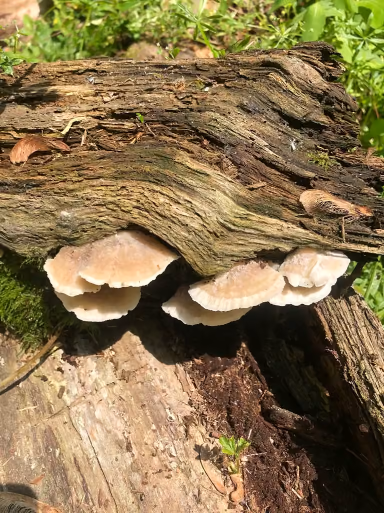 Tyromyces fumidiceps, photo 2 of 5