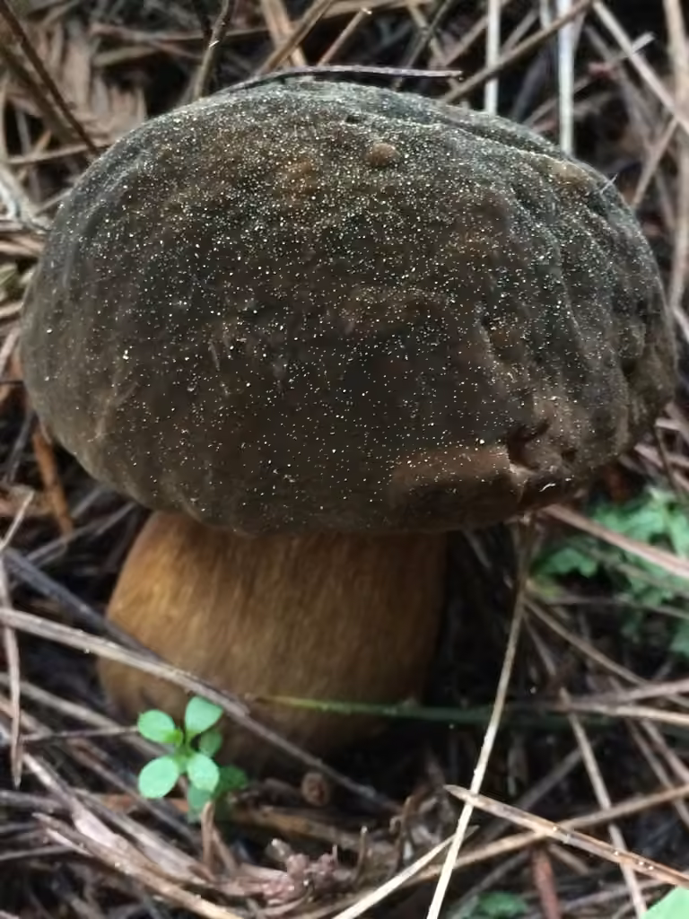 Dusky Bolete, photo 1 of 5