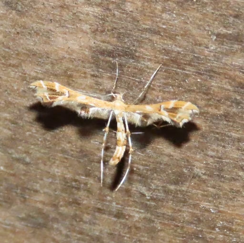 Grape Plume Moth, Adulte