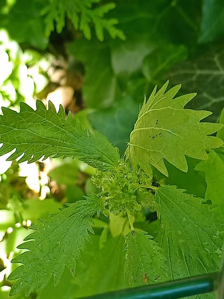 Dwarf nettle, In flower