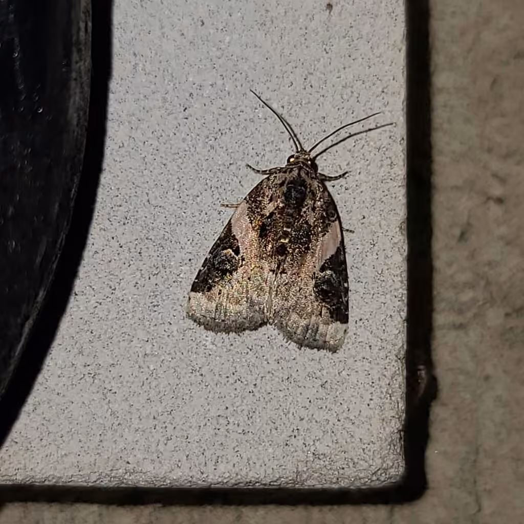 Pink-barred Pseudeustrotia Moth, Femelle