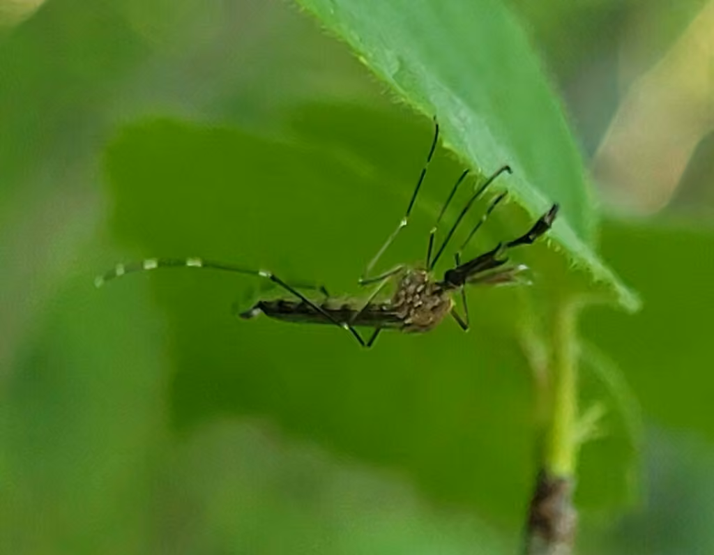 Moustique du Canada, Mâle