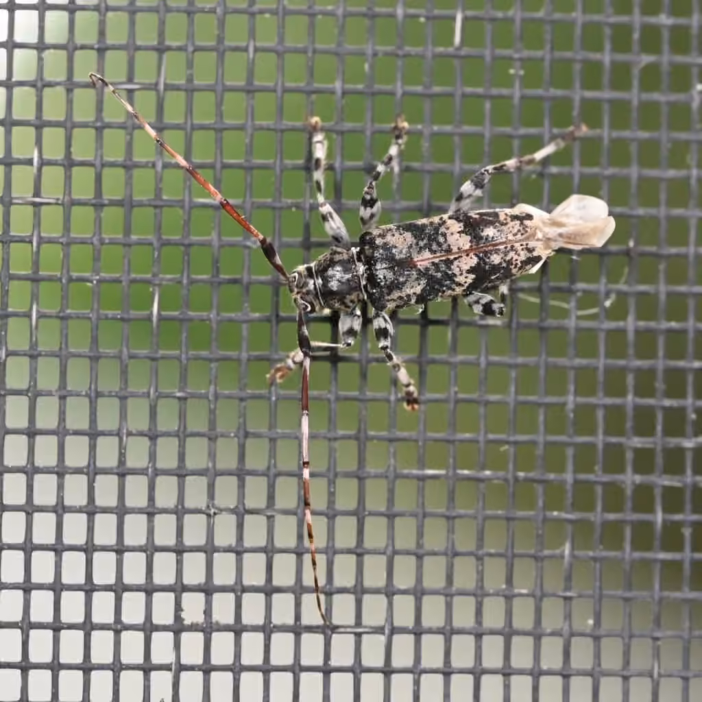 Banded Graphisurus, Male