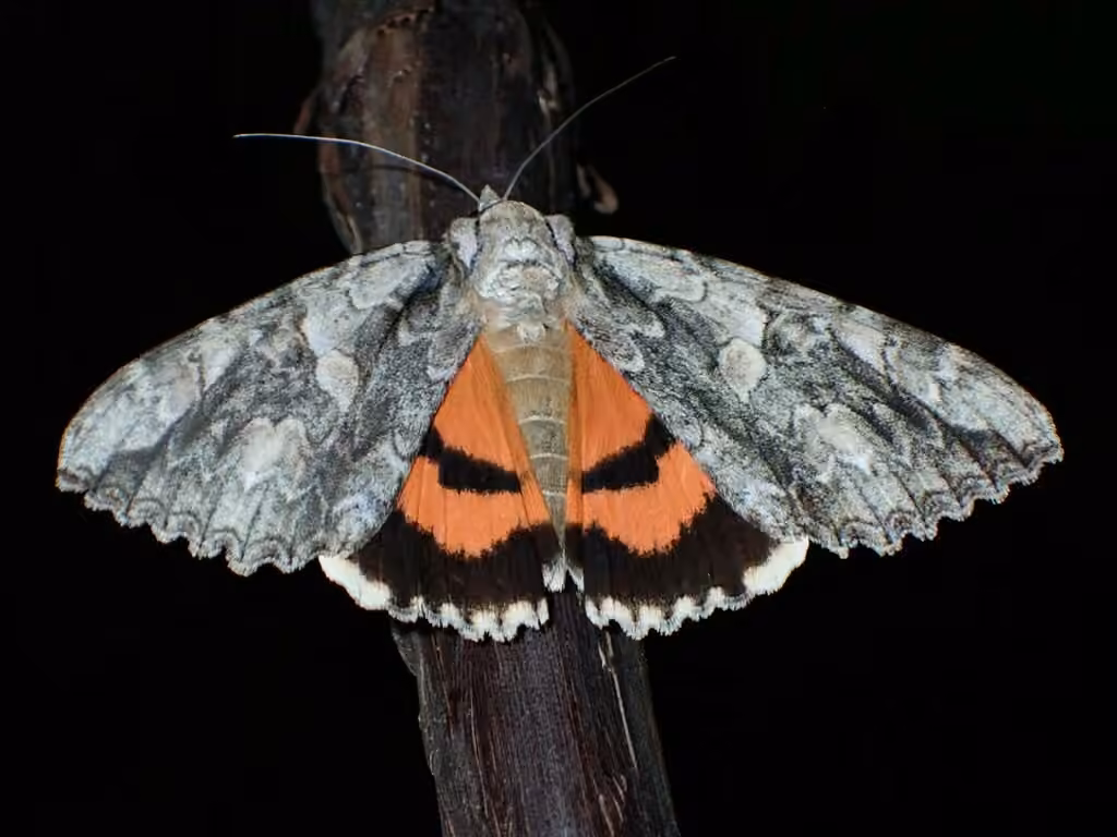 Mother Underwing Moth, photo 1 of 5