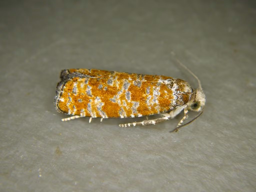 Nodulier du pin gris, Mâle