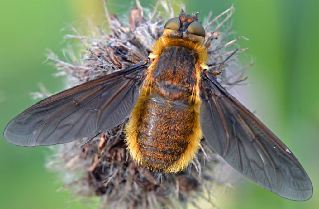 Bombyle à ailes opaques, photo 2 sur 5