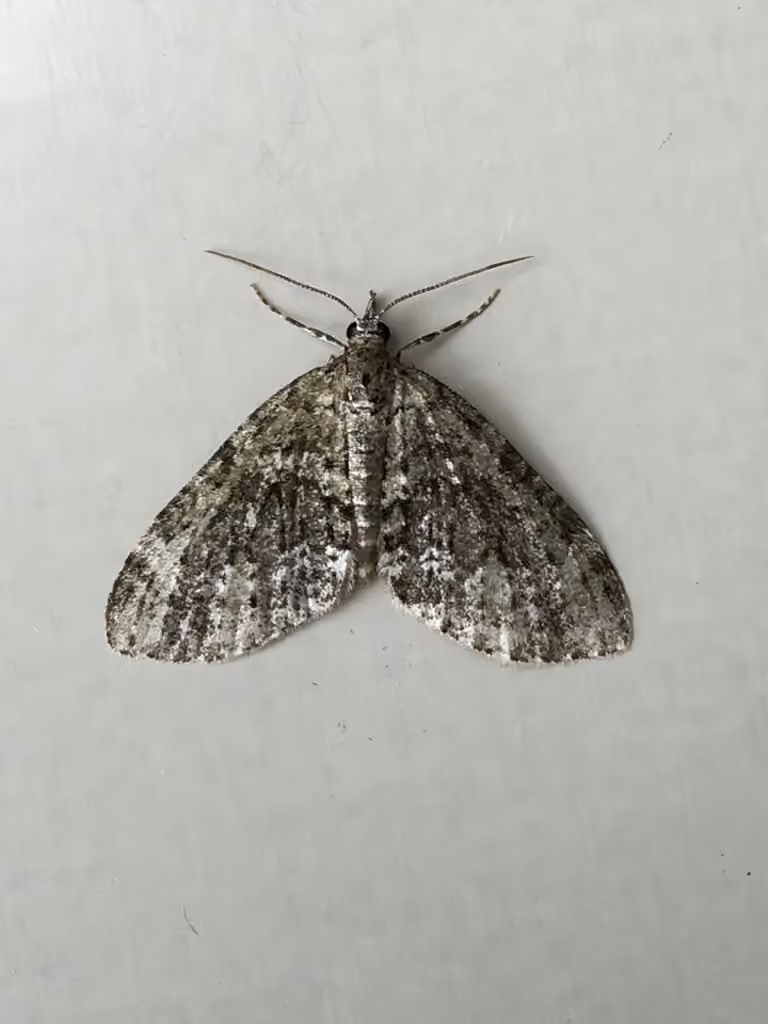 Olive-and-black Carpet Moth, Adult