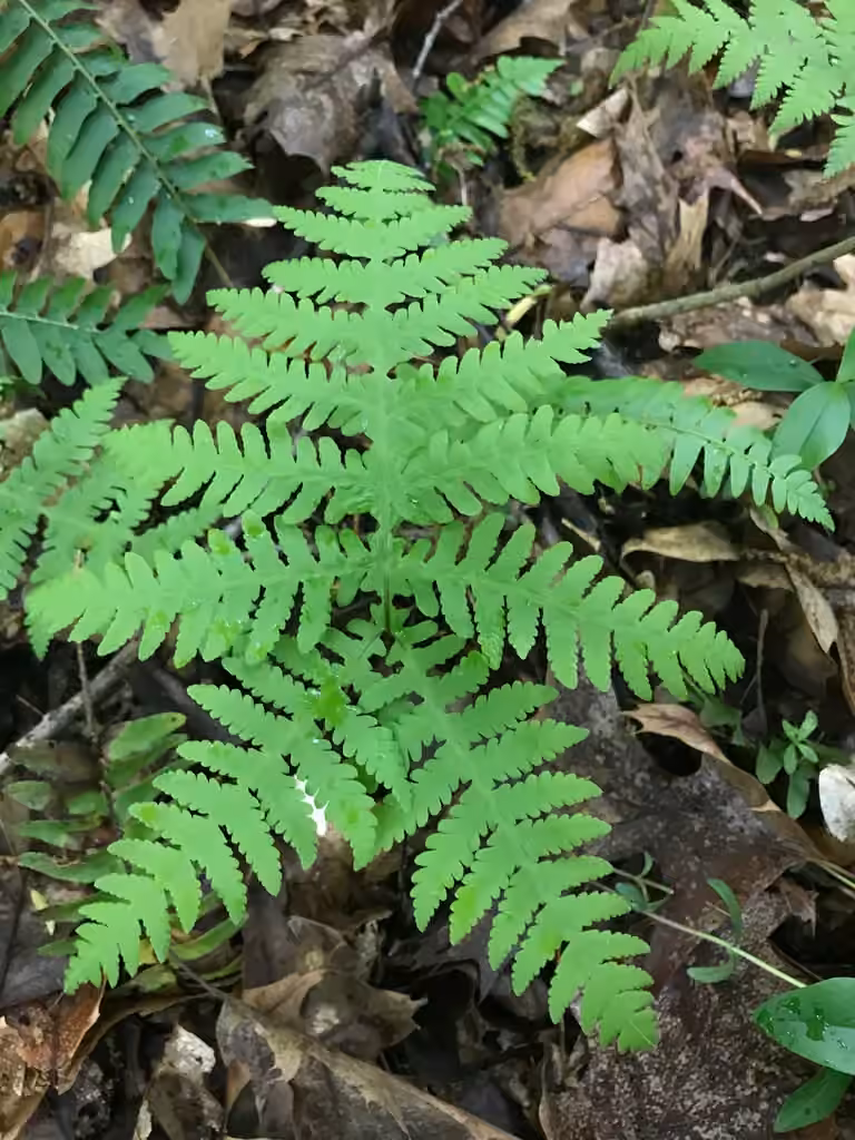 Phégoptère à hexagones, photo 2 sur 5