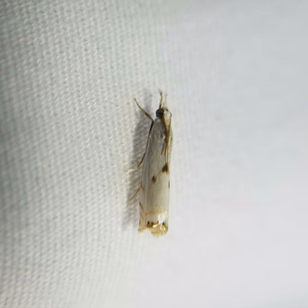 Gold-striped Grass-veneer