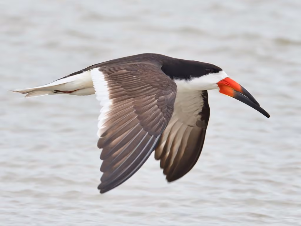 Black Skimmer, photo 3 of 5