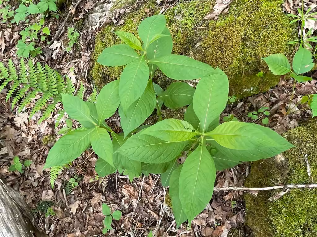 Orangefruit horse-gentian, Flower buds