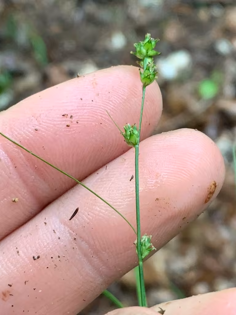 Carex des Appalaches, En fleurs