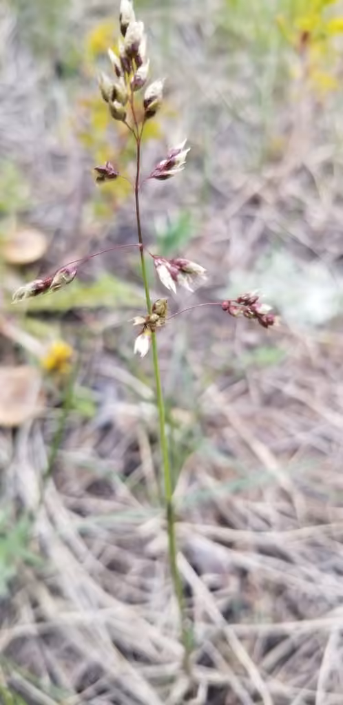 Hairy sweet grass, Flower buds
