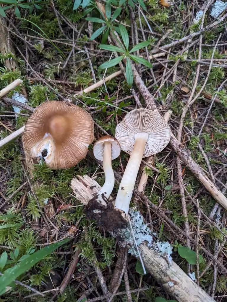 Inocybe à pied blanc, photo 1 of 5