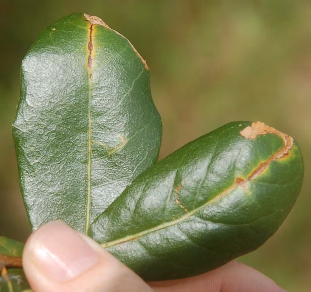 Finite-channeled Leafminer Moth, photo 3 of 5