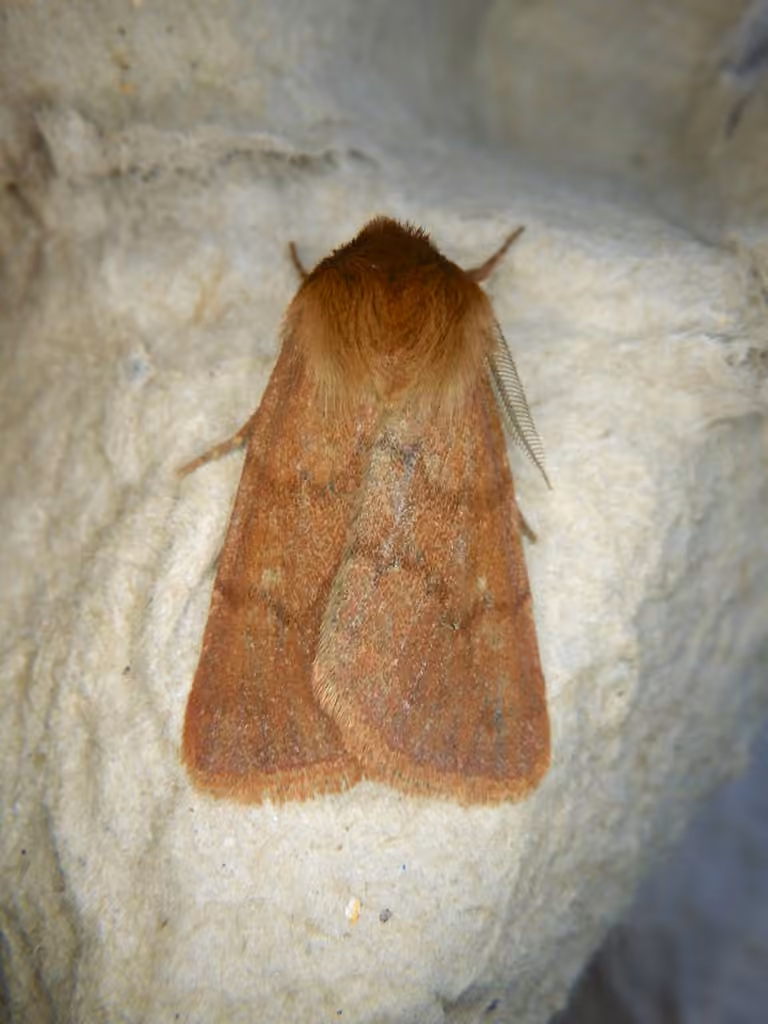 Sundew Cutworm Moth, photo 3 sur 5