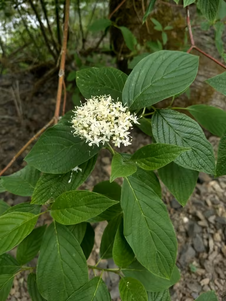 Redosier, In flower