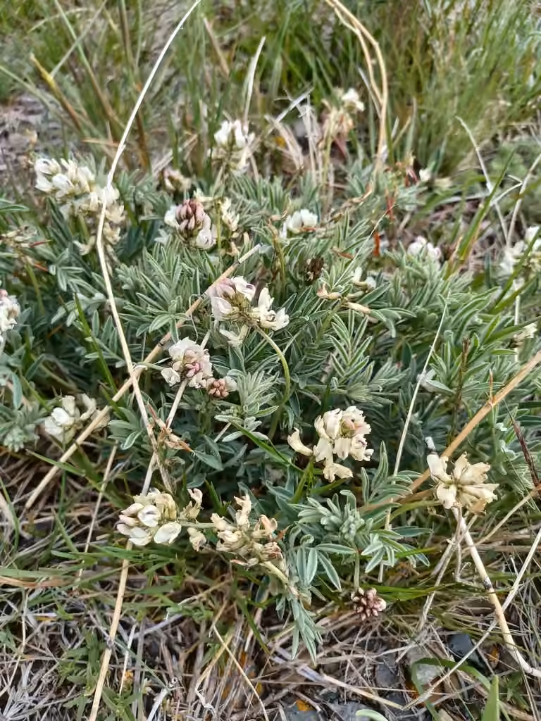Astragale austral, En fleurs