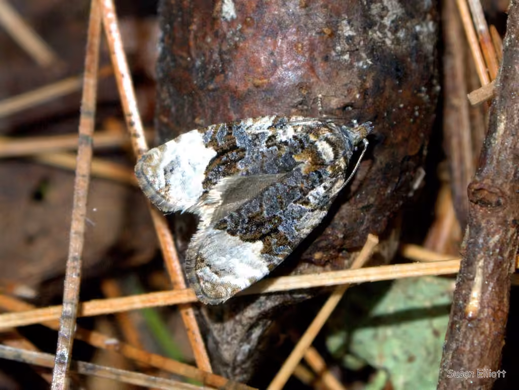 Sallow Apotomis Moth, Adult