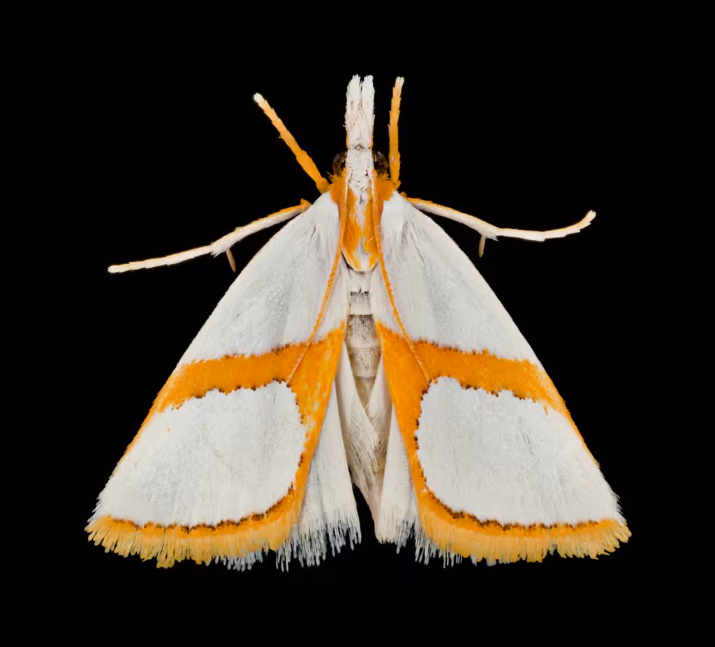 Curved-lined Vaxi Moth, Adult