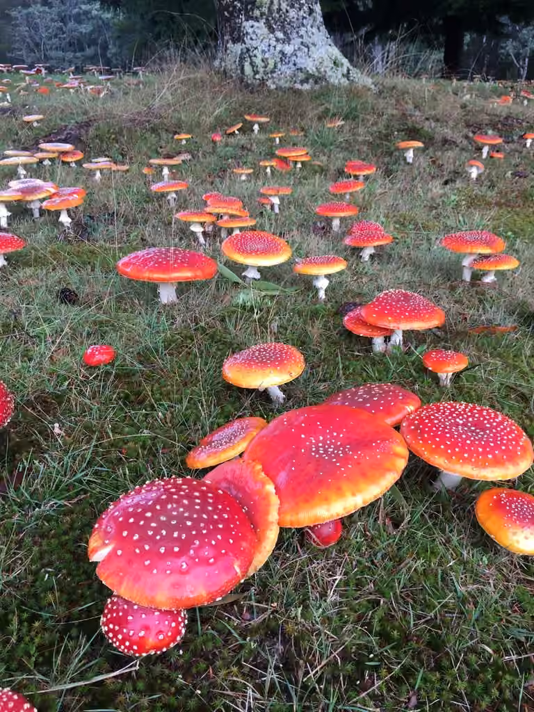 Amanite tue-mouches, photo 2 sur 5