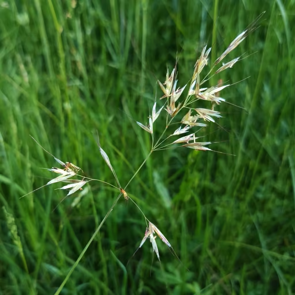 Downy alpine oatgrass, photo 1 of 5
