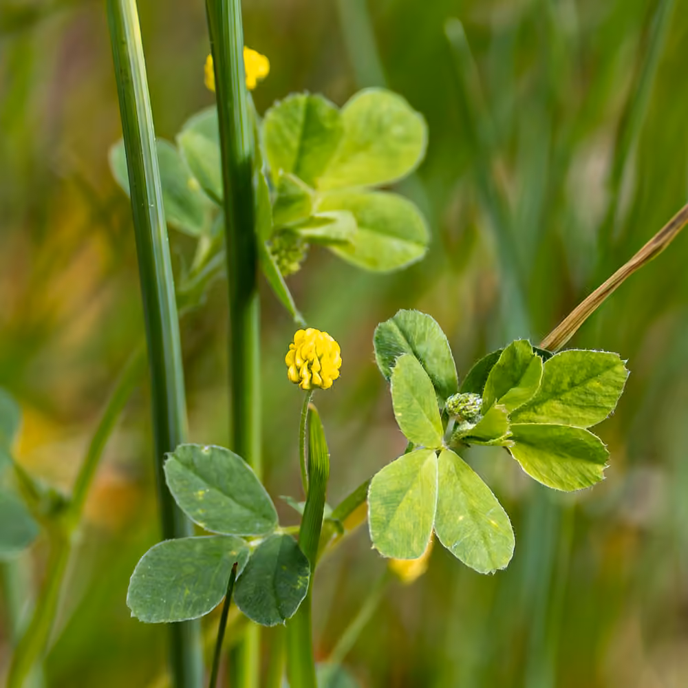 Black medick, photo 3 of 5