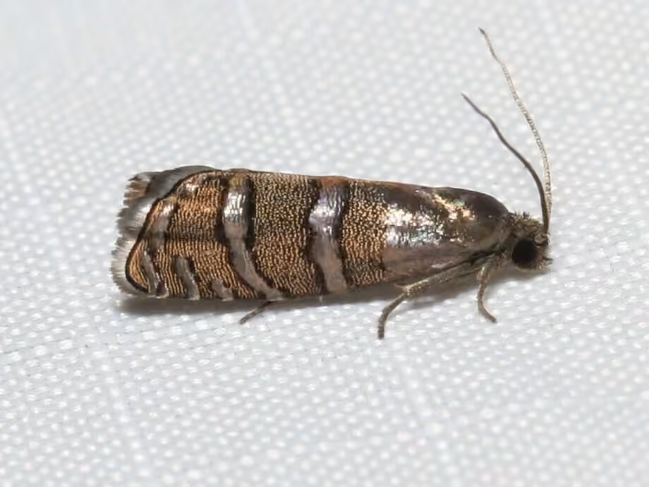 Eastern Pine Seedworm Moth