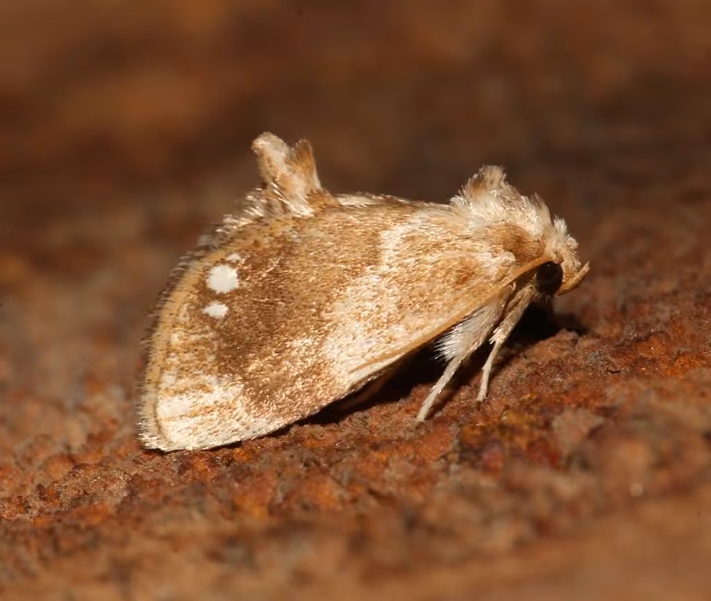 Jeweled Tailed Slug Moth, photo 1 of 5